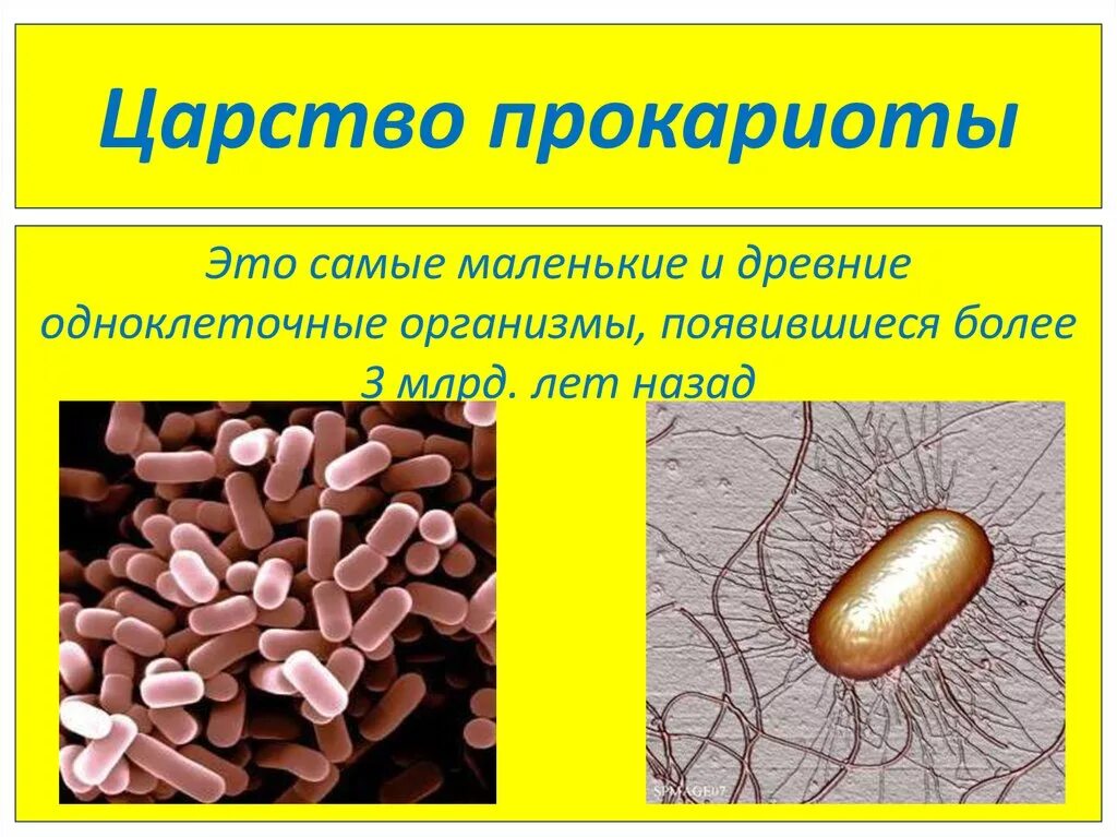 Прокариоты доядерные организмы. Царство прокариоты микробиология. Подцарство царства прокариотов. Доядерные одноклеточные организмы. Доядерные бактерии.