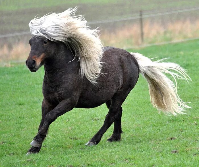 Лошадь породы шетлендский пони. Пони шетлендской породы. Лошадь Шетландский пони. Порода лошадей Шетландский пони. Фотографии pony