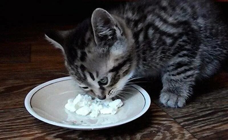 Можно ли котам давать творог. Котенок ест. котенок ест сметану. кот и творог. кошка ест творог.