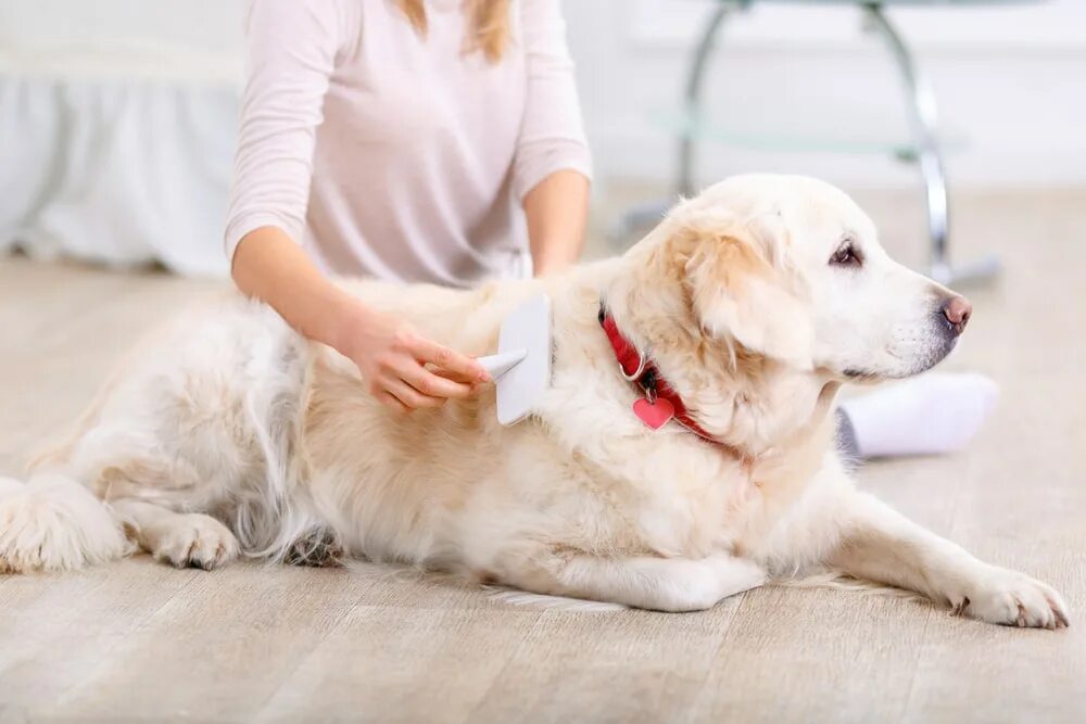 How to get a pet