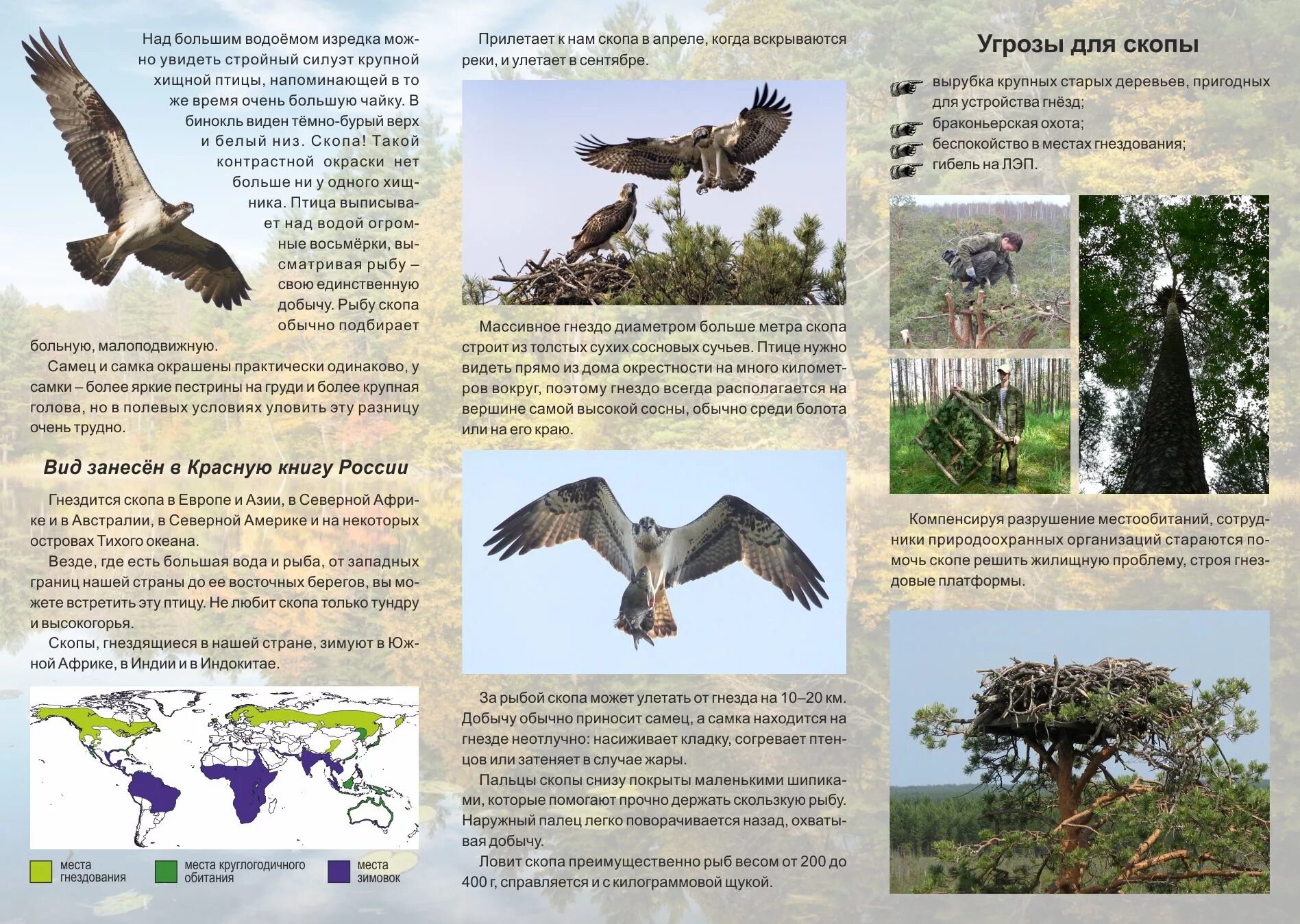 птица года список