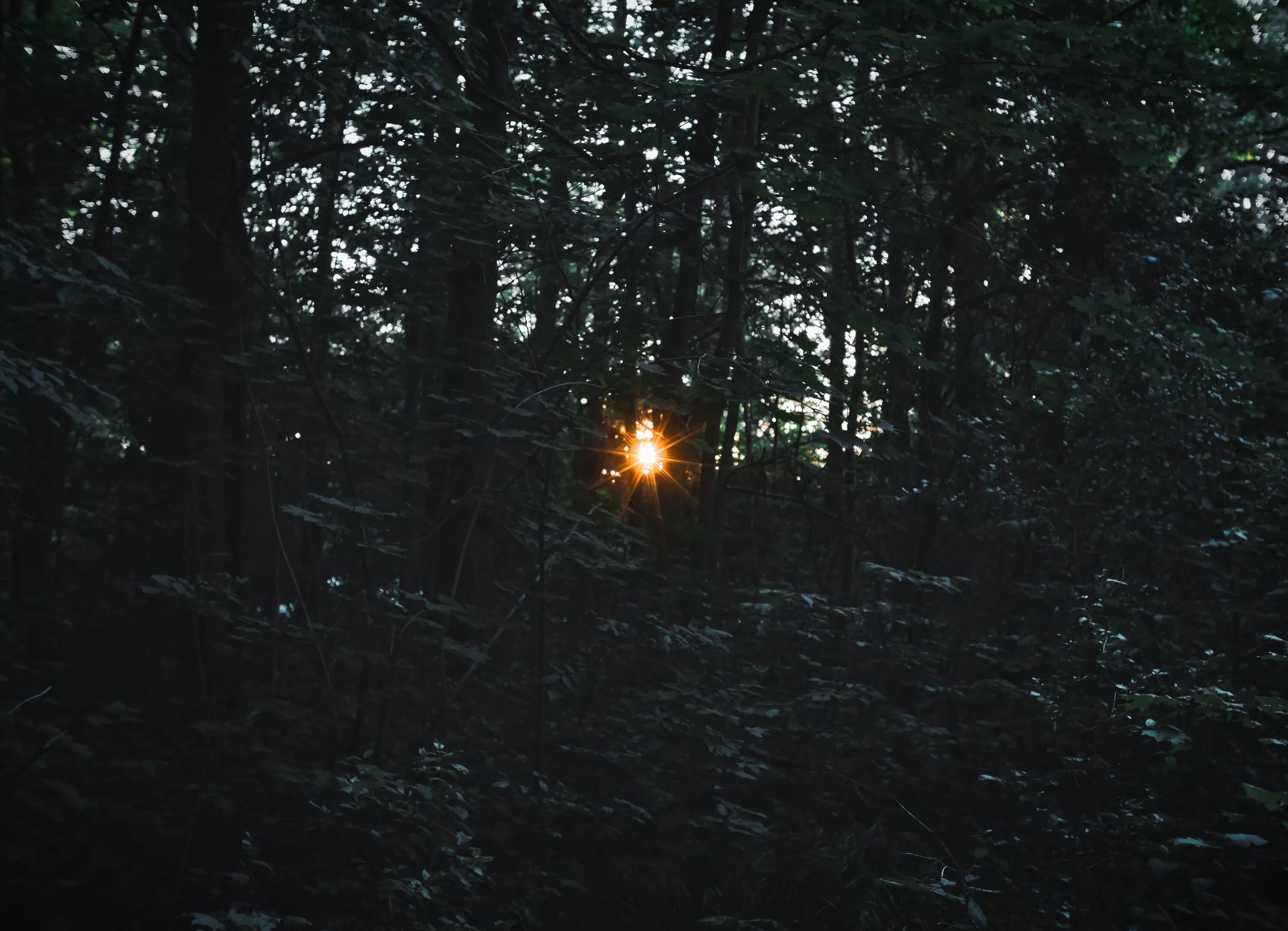 «Ночь в лесу». Свет в темноте в лесу. Лес в темноте. Огоньки в лесу.