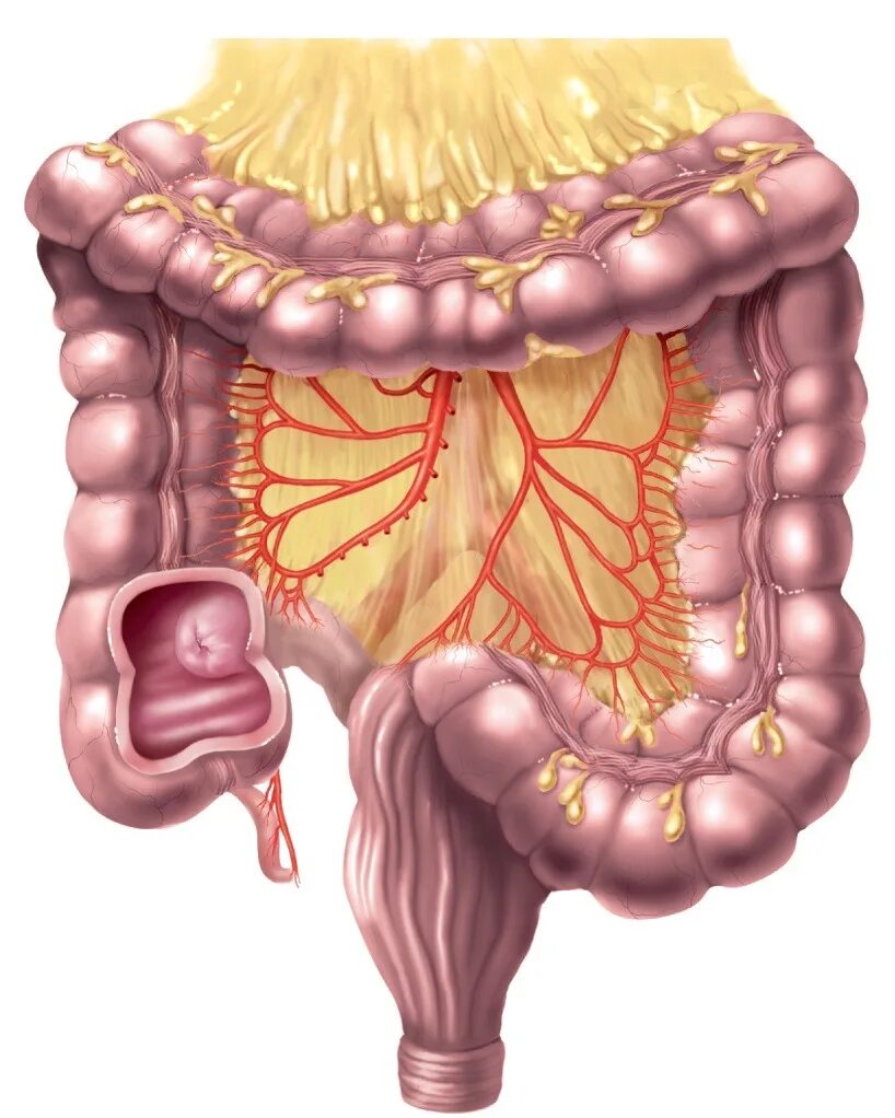 Соединен с тонким кишечником. Илеоцекальный клапан толстой кишки. Толстый кишечник строение рисунок. Строение тонкого и толстого кишечника анатомия. Анатомия жкт толстая кишка.