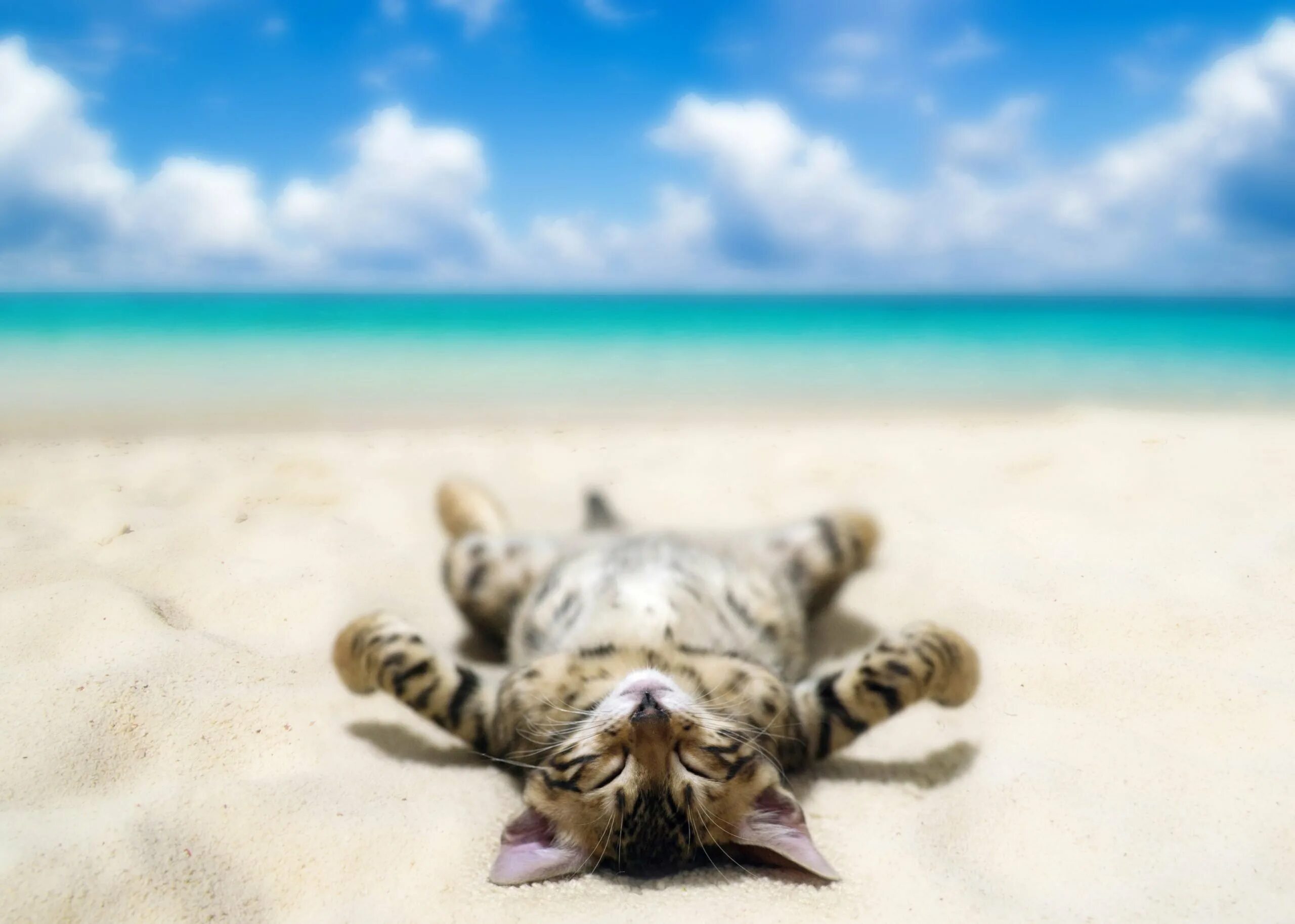 Суббота отпуск. Кошка на море. Кот на пляже. Кот отдыхает. Уот на пляже.