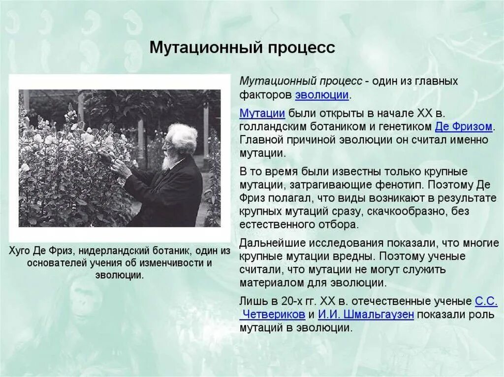 Мутационный процесс результат. Мутационный фактор эволюции. Мутационный процесс как фактор эволюции. Факторы эволюции мутации. Факторы эволюции презентация.