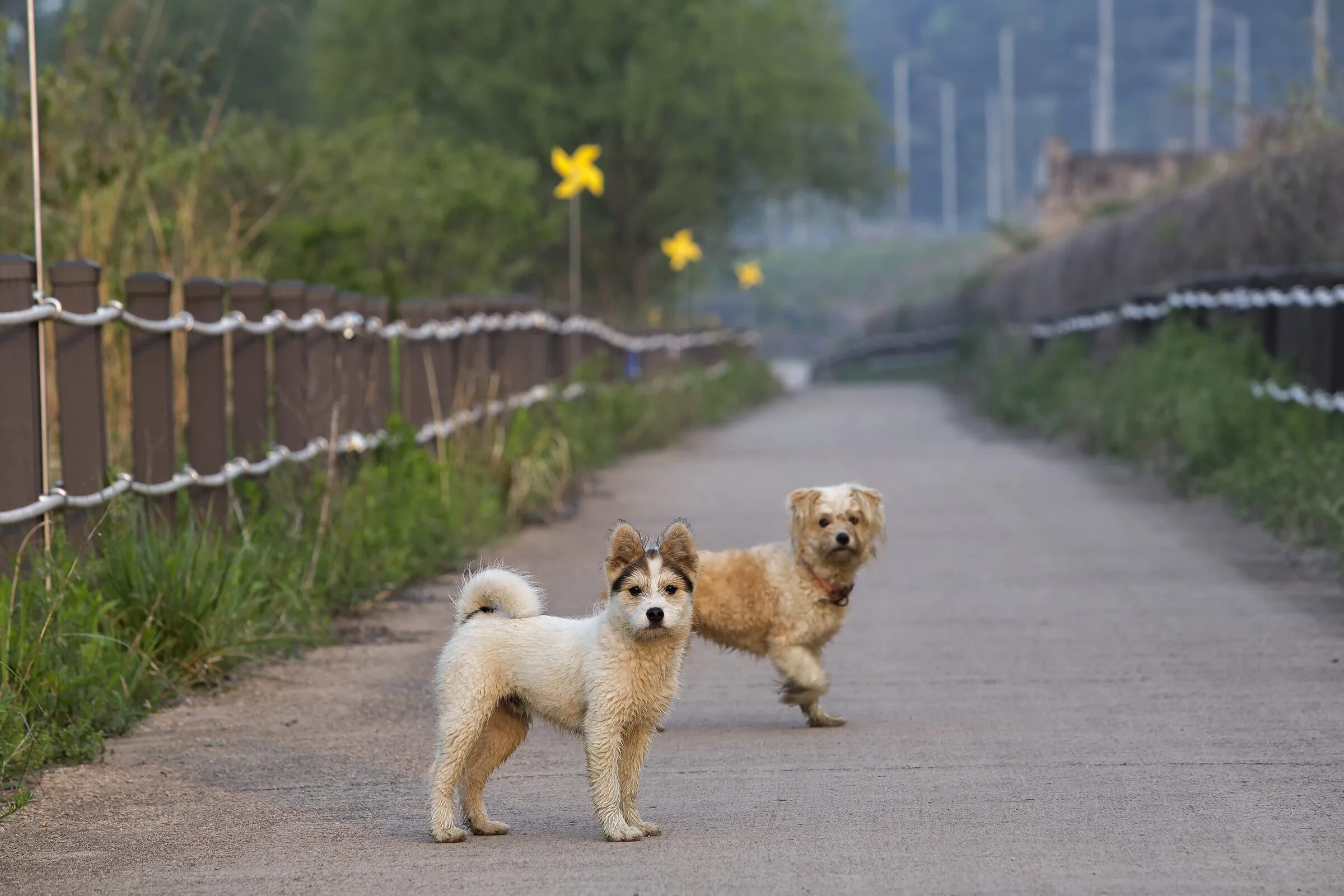 Сколько стоит погулять. Гулять с собакой. Собачки в парках. Прогулка с собакой в парке. Ограждение от животных на дороге.