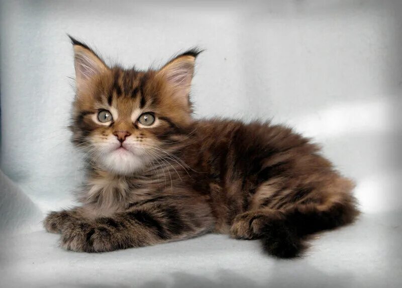 первое кун. масаюки идзуми. первое кун. кошка мейн кун 1 год. первое кун.