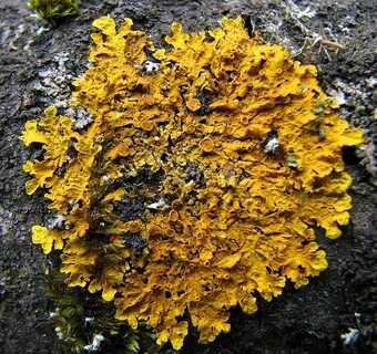Ксантория лишайник