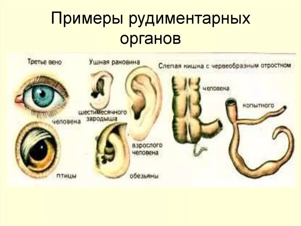 3 примеры рудиментов. Рудиментарные органы у растений. Приведите примеры рудиментарных органов?.