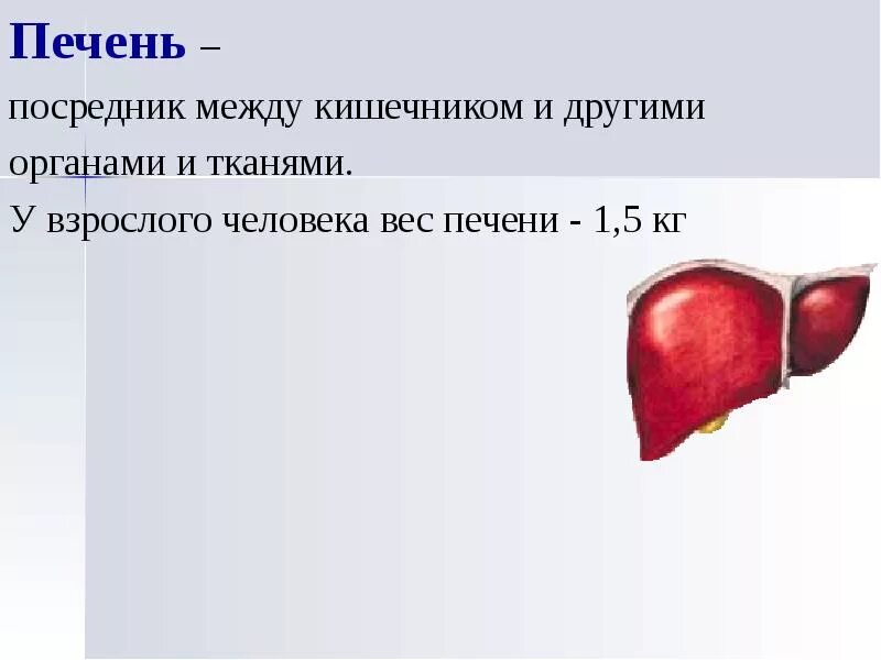 4 размера печени. Вес печени здорового человека. Масса печени у взрослого человека.