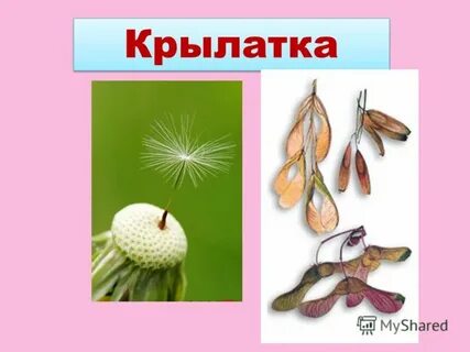 Крылатка односемянный