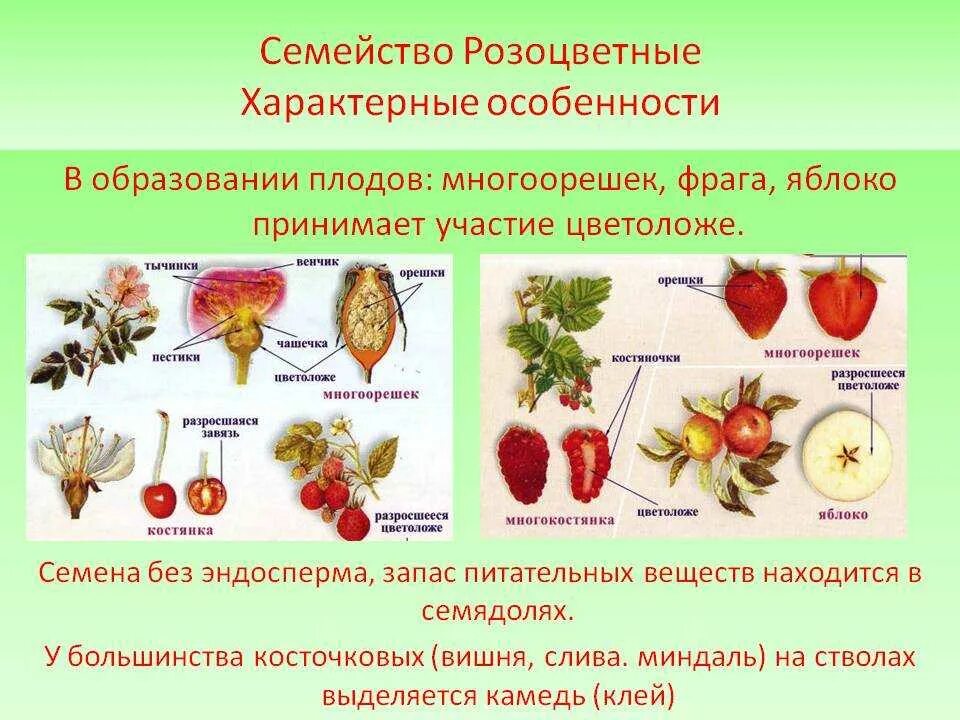 Образование семян покрытосеменных. Семейство розоцветных растение и плод. Плод у представителей семейства Розоцветные. Строение плода розоцветных растений. Строение цветка растений семейства розоцветных.