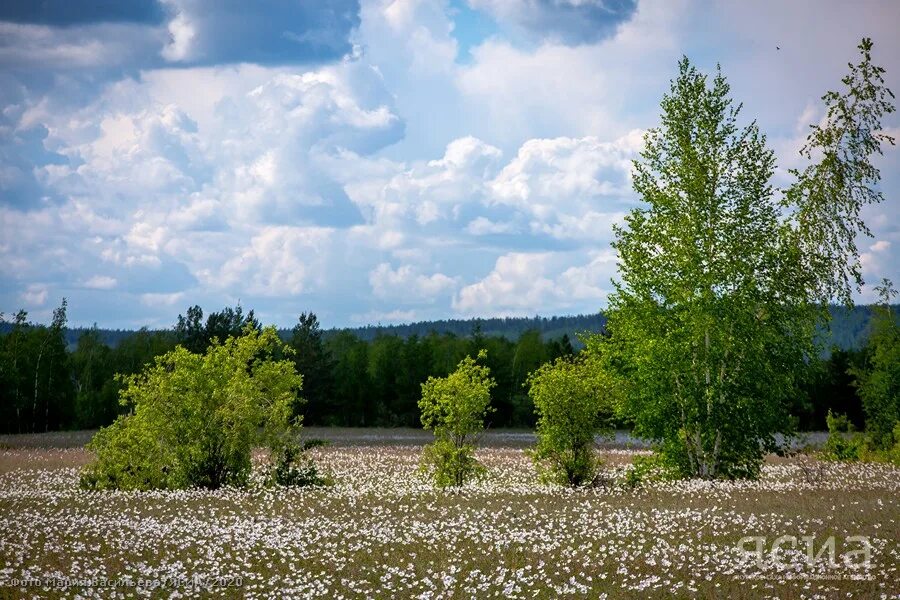 Якутия июнь. Алаас Якутск. Якутская природа Алаас. Луга Якутии. Летняя природа Якутии.