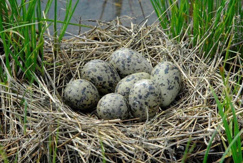 Сарыч гнездо яйцо. Яйца птиц. Гнездо с яйцами. Птичьи яйца в гнезде. Bird яйца