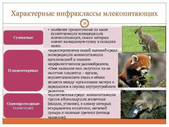 Какие функциональные особенности млекопитающих