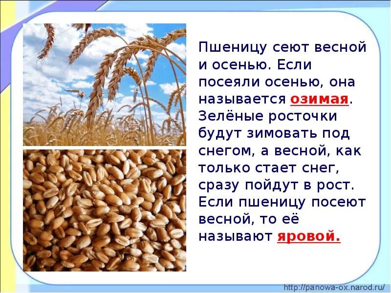 Сообщение о пшенице. Сеют пшеницу. Какую пшеницу сеют весной. Пшеница для презентации. В поле давно уже зеленела