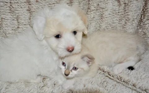 Белая собака кошка