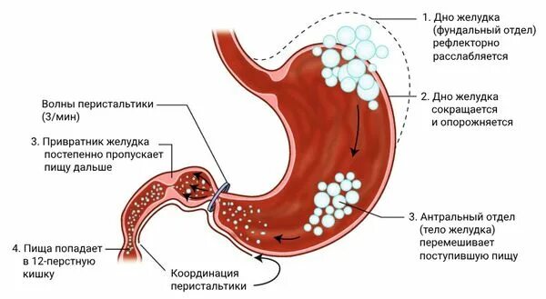 Почему урчание в кишечнике