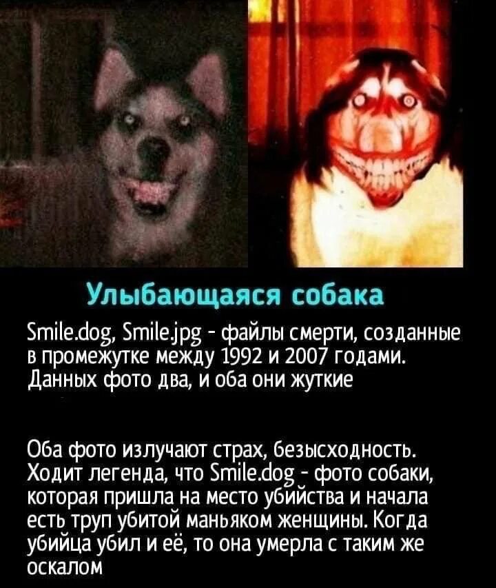 Собака крипипаста СМАЙЛДОГ. Смайл дог крипипаста изображение. Mike has a small dog перевод