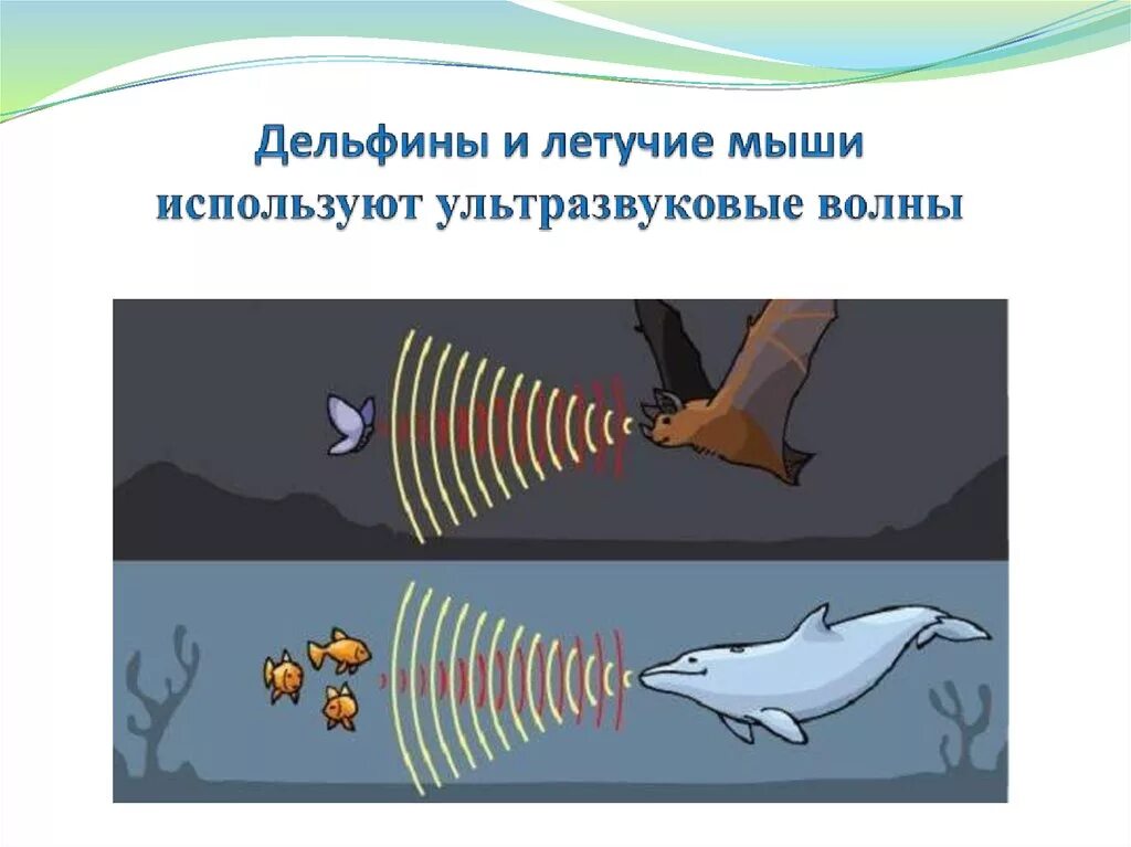 Инфразвук и животные. Ультразвук в живой природе. Ультразвук и инфразвук в природе. Звуковые волны в природе. Ультразвук и и нфрозвук в природе.