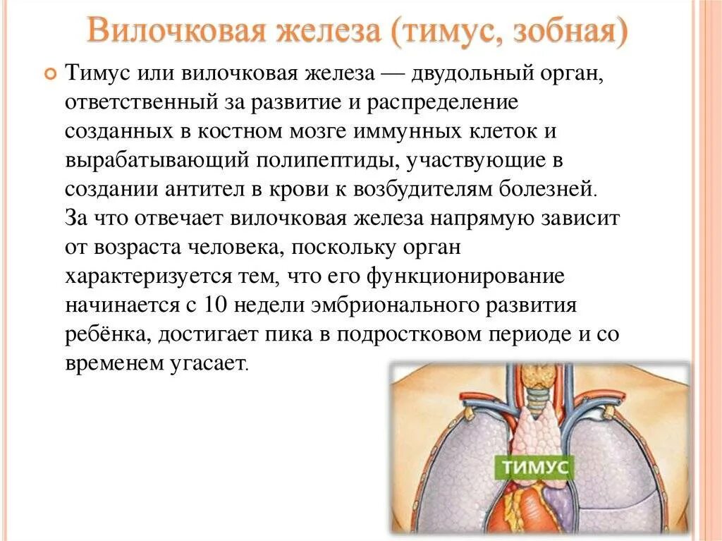 Функции вилочковой железы у детей. Тимус или вилочковая железа. Остаточная ткань вилочковой железы. Тимус вилочковая железа функции.