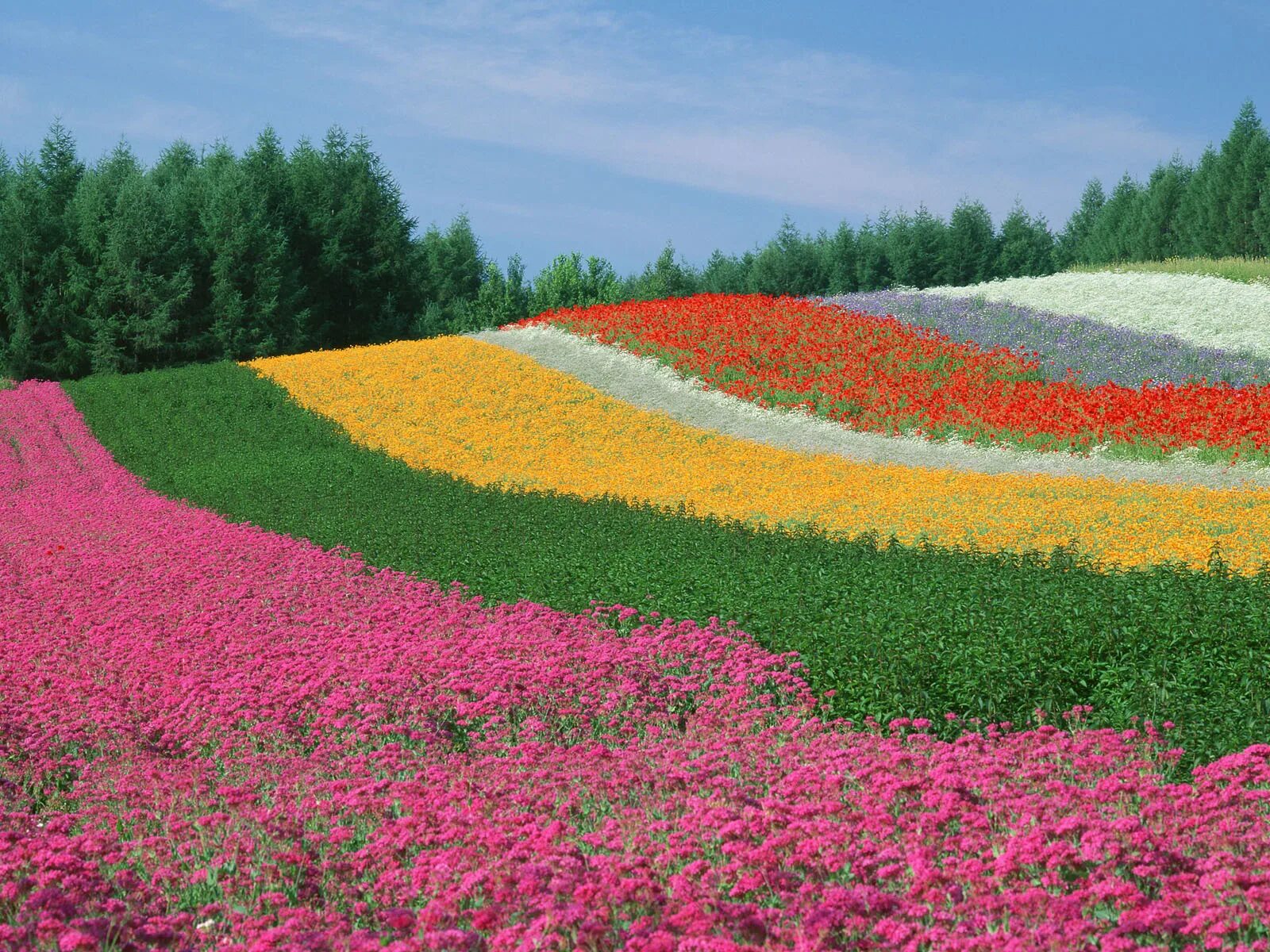 Красота растений 2 класс окружающий. Хоккайдо Япония разноцветные поля. Поля Фурано. Поле цветов. Красивые цветущие поля.