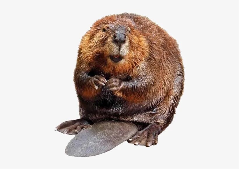 Бобер пнг. Бобер нарисованный. Рисунок бобра. Бобер пнг. Бобер пнг.