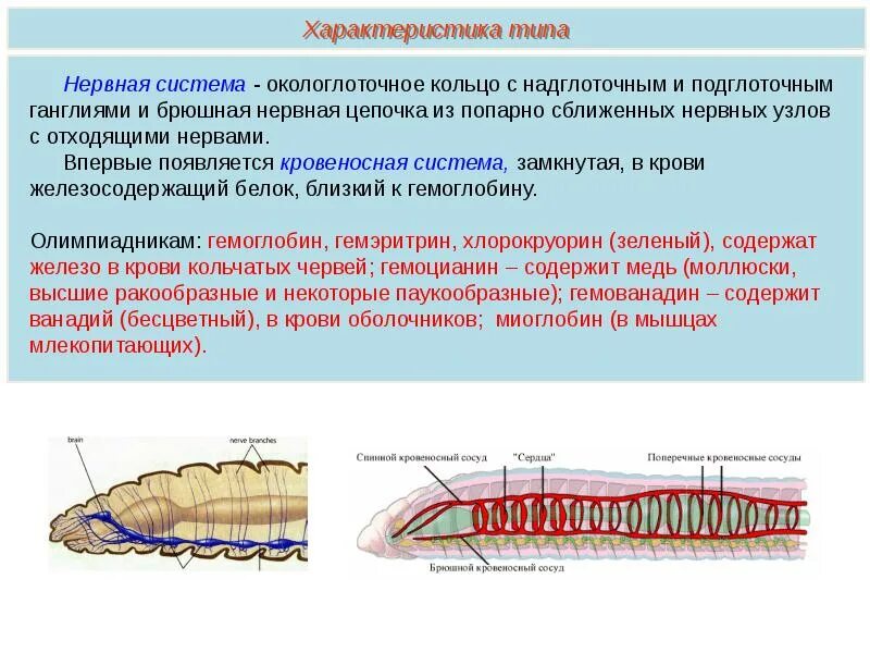 Дайте характеристику типу кольчатые черви. Нервная система кольчатых червей 7 класс. Система органов кольчатых червей 7 класс. Строение систем органов кольчатых червей 7 класс биология. Дыхательная система кольчатых червей 7 класс.