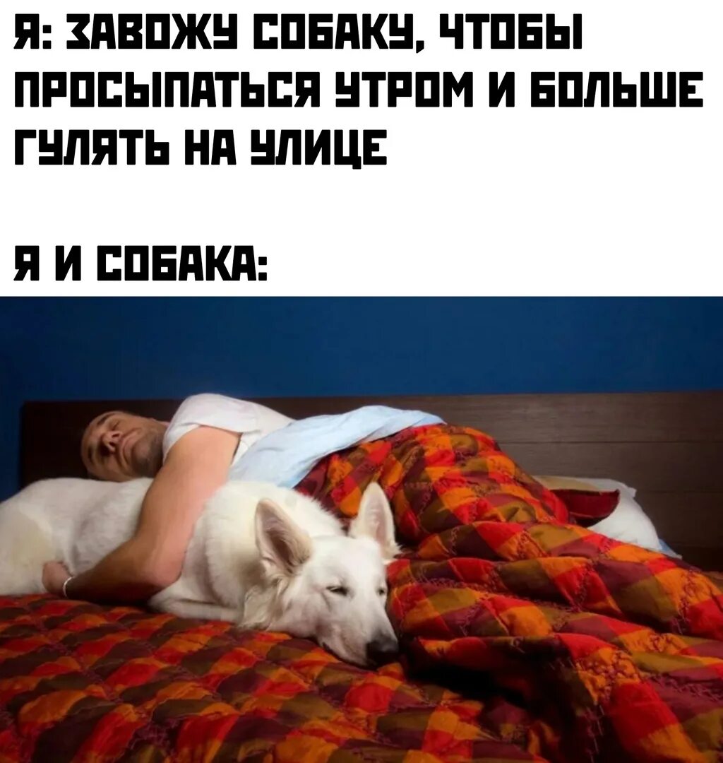 Ели встала утром. Собака проснулась. Заведи собаку. Собака проснулась утром. Я И собака утром.