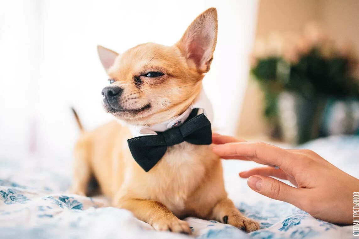 дрессировка собак. пиренейский зенненхунд. собаки манеры. собаки манеры. бладхаунд.