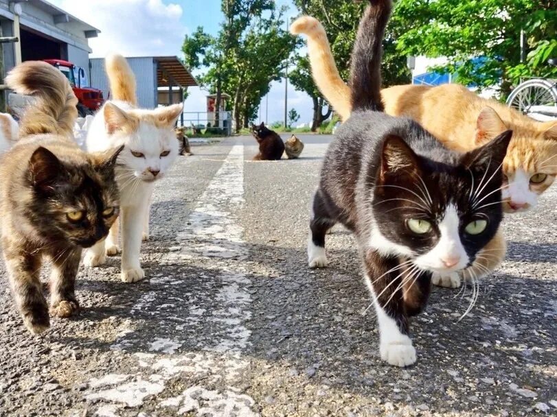 Уличная кошка. Много кошек. Много уличных кошек.