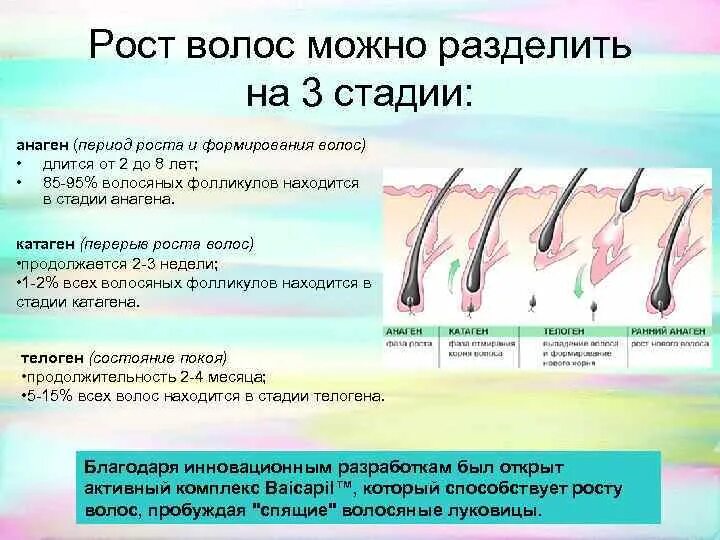 Почему плохо растут волосы на голове. Жизненный цикл луковицы волоса. Жизненный цикл роста волос. Фазы роста волосяного фолликула. 3 Фазы роста волос.