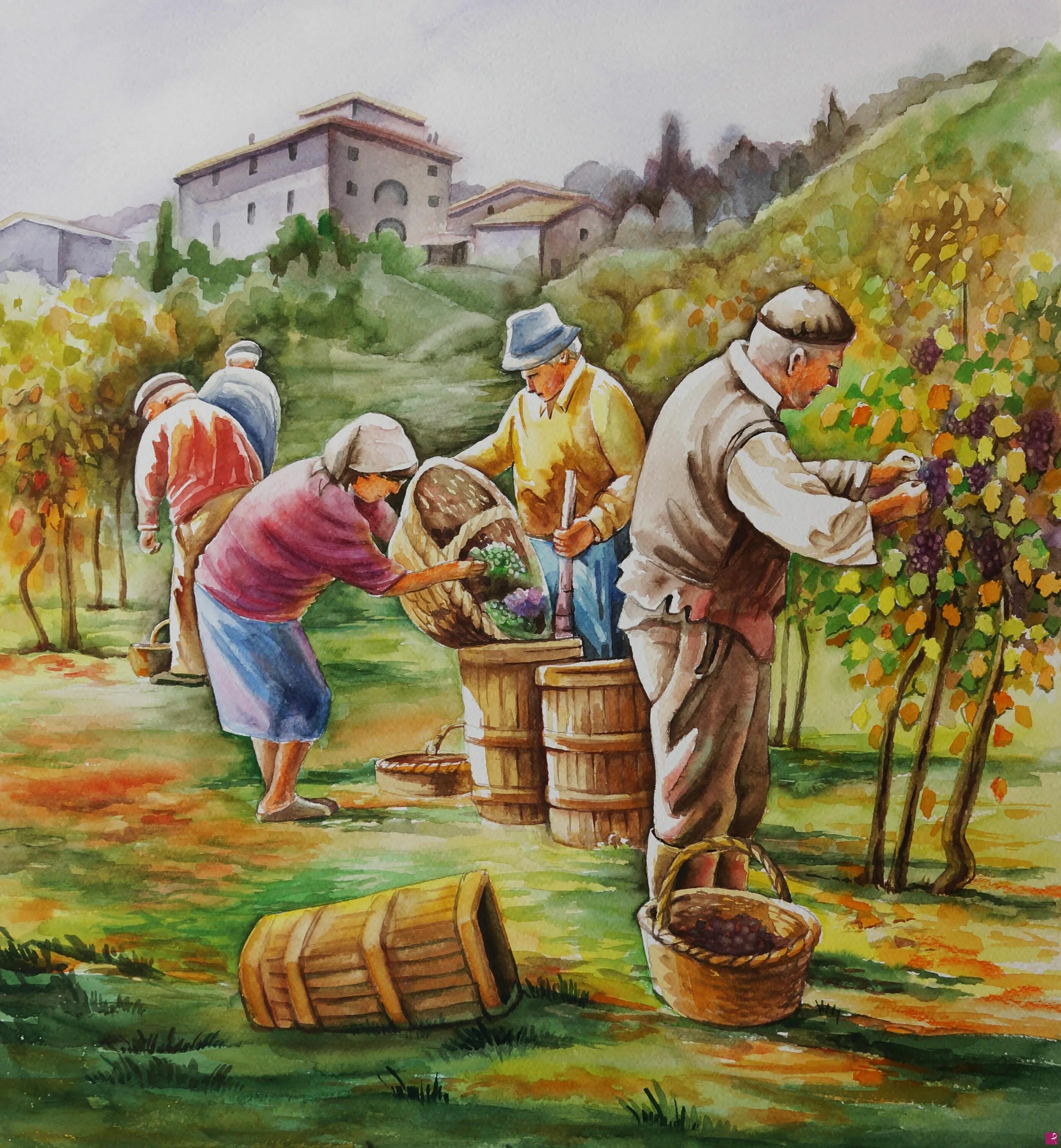 Люди собирают урожай. Сбор урожая винограда. Сбор винограда живопись. Сбор урожая рисунки акварель. Сбор урожая рисунок.