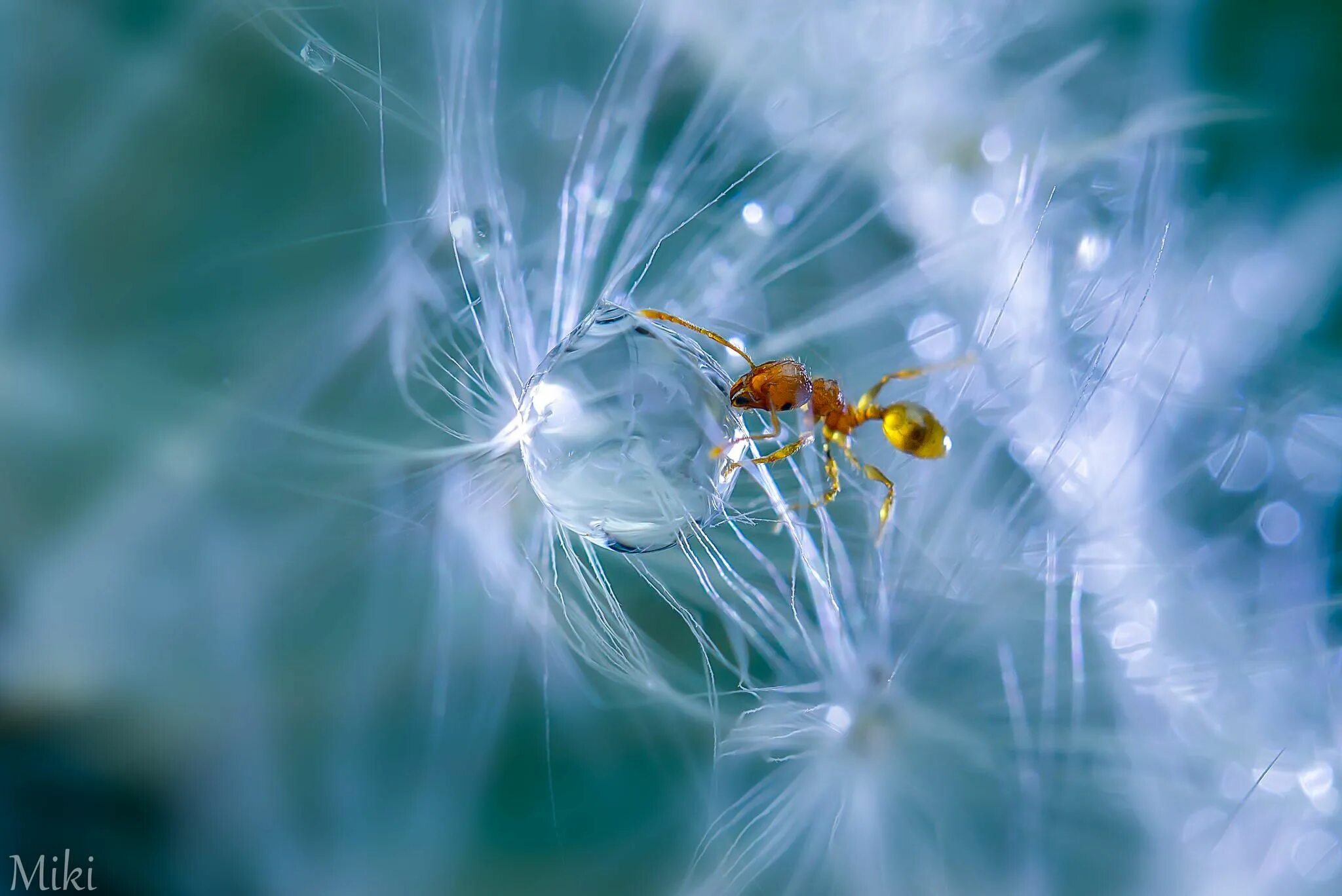 Макрофотография Miki Asai. Японский фотограф Miki Asai.. Макросъемка природа. Шедевры макросъемки. Макрос емка