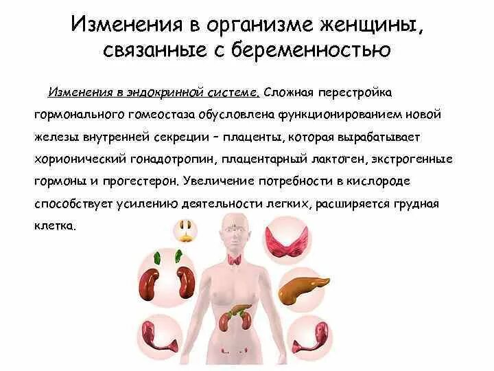 Развитие это 1 изменение организма. Физиологические изменения в организме беременной. Изменения в организме женщины связанные с беременностью. Организм беременной женщины. Физиологические изменения беременной женщины.