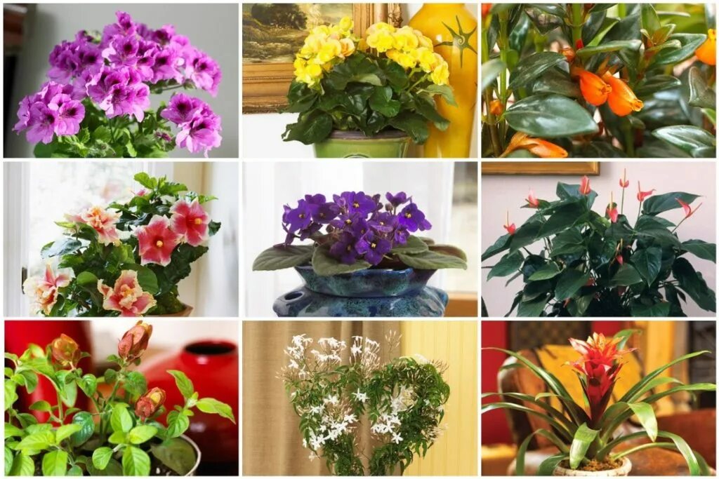 Цветущие комнатные растения с названиями и фото