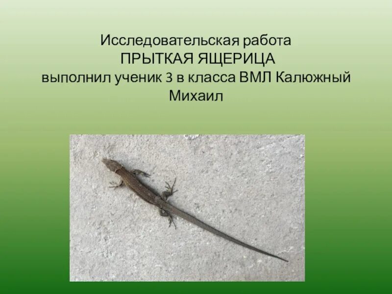 К какому классу относят ящериц. Ящерицы презентация. Как определить пол ящерицы прыткой. Форма тела ящерицы прыткой. Доклад про ящерицу.