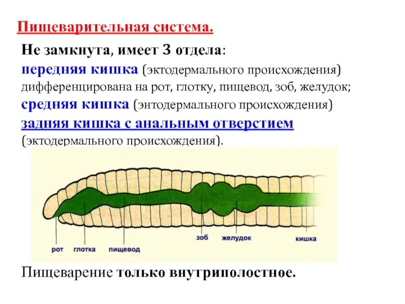 Слепо замкнутую пищеварительную систему имеют. Пищеварительная система система червя. Пищеварительная система кольчатых червей схема. Сквозная и замкнутая пищеварительная система червей. Отделы пищеварительной системы кольчатых червей.