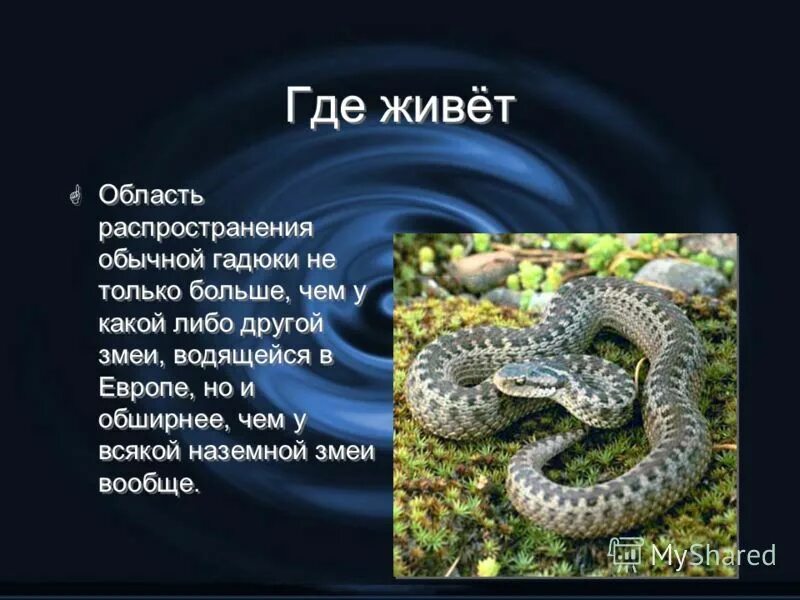 Змейка 4 класс. Где живёт гадюка обыкновенная. Рассказ о гадюке обыкновенной. Змея гадюка ядовитая описание. Где живут змеи гадюки.