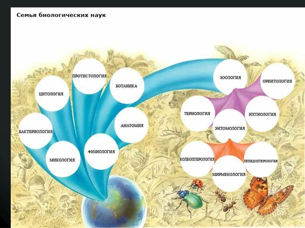 Биологические науки 6 класс. Семья биологических наук схема. Науки о природе 5 класс биология. Система биологических наук 5 класс. Биология наука о живой природе 5 класс.
