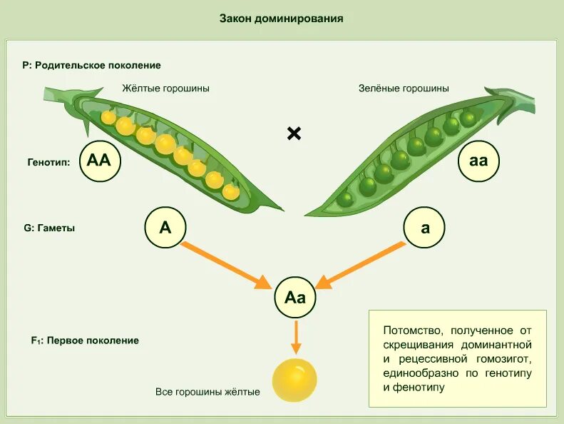 Горох Менделя. Первый закон Менделя доминирование. Закон доминирования. Закон доминирования биология.