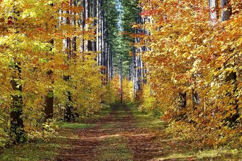 Пейзаж осени в лесу