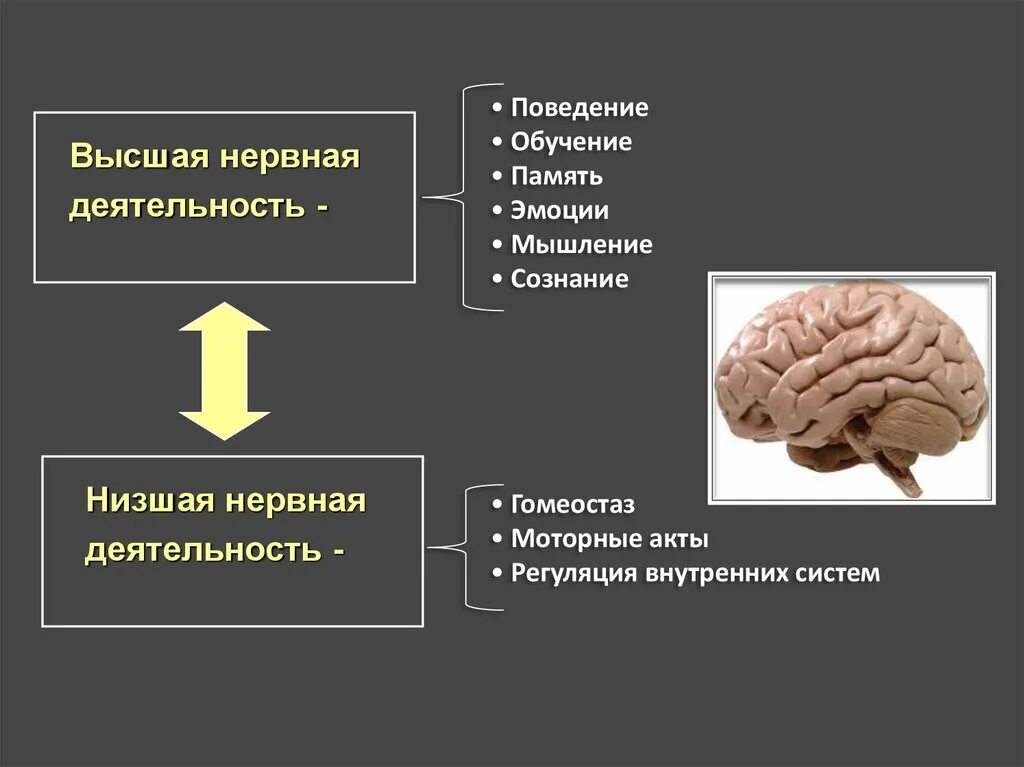 Принципы деятельности мозга. Высшая нервная деятельность. Высшая и Низшая нервная деятельность. Нервная деятельность человека. Функции высшей нервной деятельности.