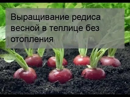 Редис осенью в теплице