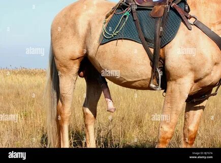 Ein Pferd penis Stockfotografie - Alamy