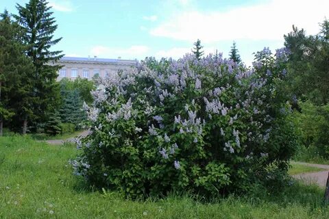 Саратовская область кустов
