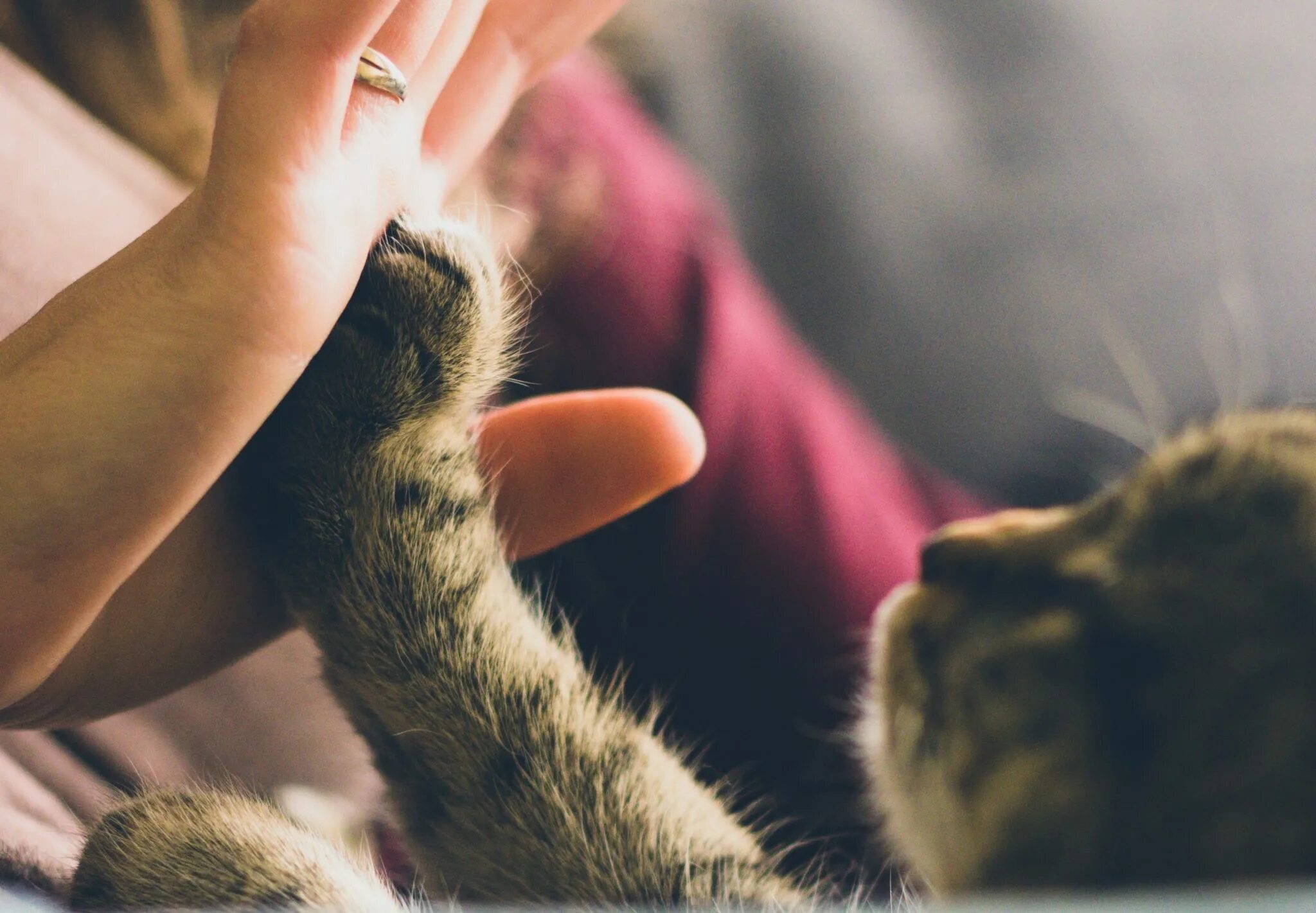 Массаж коту. Котик мурлыкает. Кот гладит лапой. Кот гладит лапой. Котенок кусается.