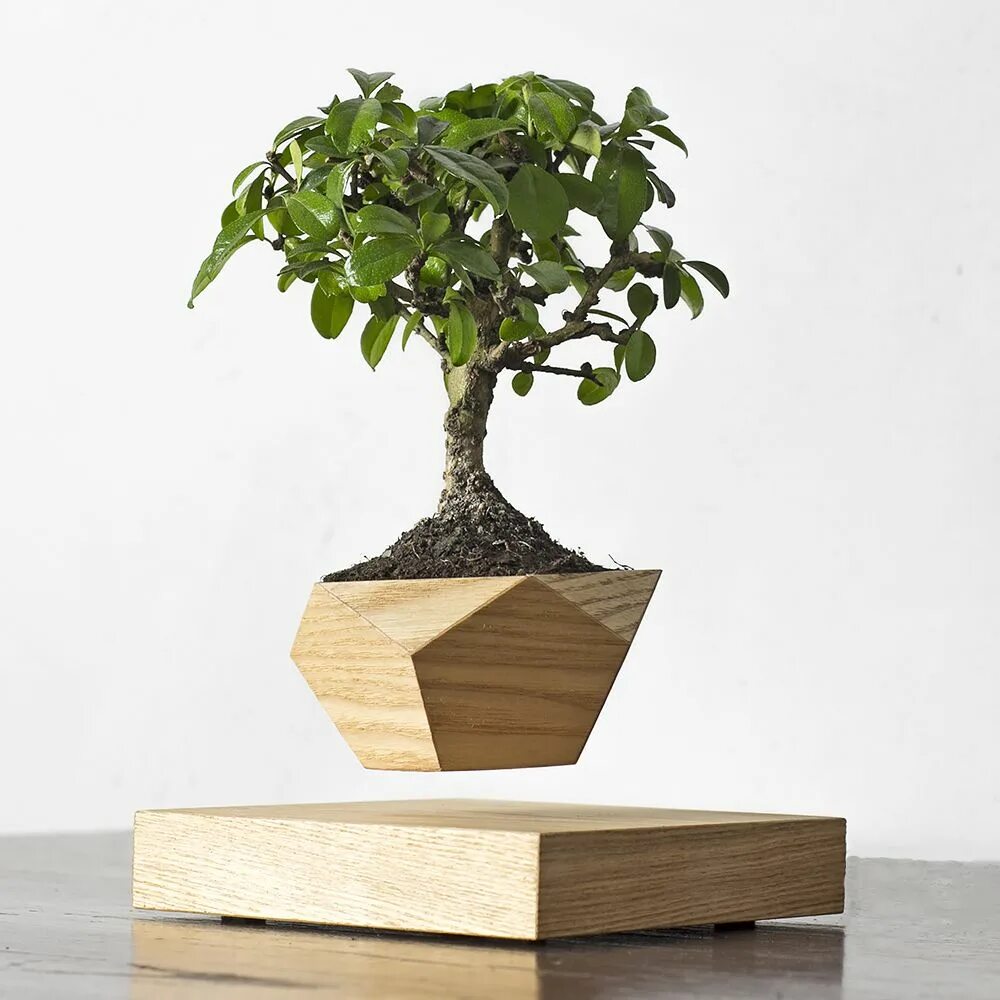 Левитирующий горшок LEPLANT Wood. Bonsai Pots 1.16.5. Плошка для бонсай. Бонсай дерево в горшке. Деревья в горшках купить спб