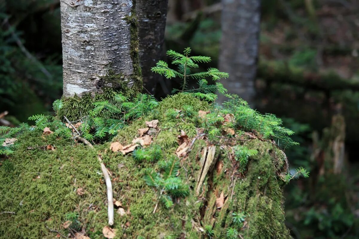 Мох арчер. Такакиевые мхи. Пихта мох. Мох катаринея. Мох уснея.