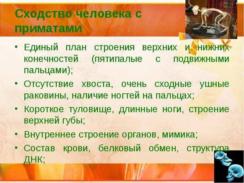 Сходство между человеком и приматами. Сходство человека с приматами. сходства в строении человека и приматов. сходство человека с отрядом приматов. строение человека с приматами единый план строения.